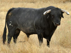 PELAS FESTAS DO COLETE ENCARNADO O TOIRO VOLTARÁ A SER REI!